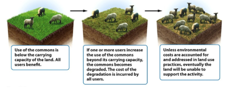 <p>Case Study:</p><ul><li><p><span style="background-color: transparent;"><span>Multiple individuals that share a limited resource will eventually drive that resource into depletion, even if it’s clear the best interest is to conserve the resource.</span></span></p><ul><li><p><span style="background-color: transparent;"><span>Property everyone owns, nobody owns (e.g., overharvesting a resource).&nbsp;</span></span></p></li><li><p><span style="background-color: transparent;"><span>Ex: Grazing areas (no one owns it) → competition to graze the most land aka overgrazing from livestock </span></span></p></li></ul></li></ul><p></p>