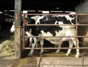 <p>important since herd prognosis and prevention/control depend on it</p>