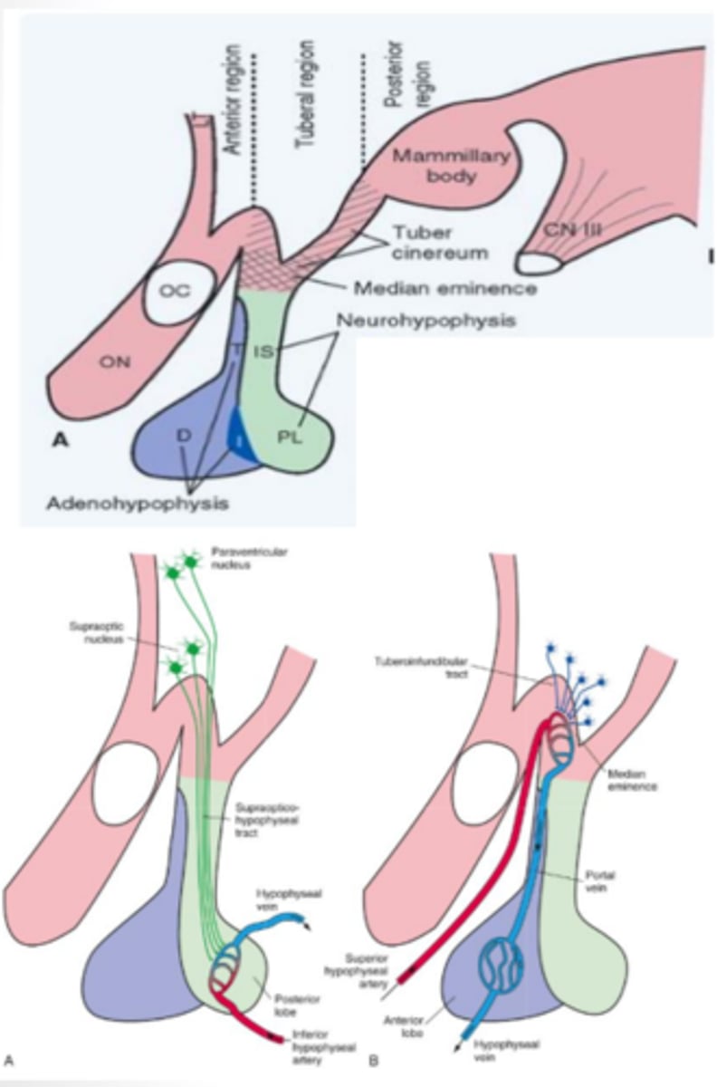 <p>hormone produced in the pituitary gland that functions to increase water reabsorption in the kidney</p>