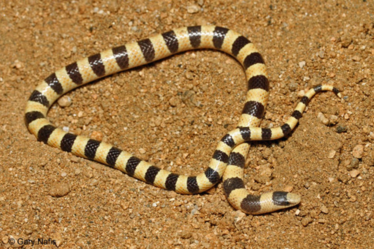 <p>Shovel-nosed snake</p>