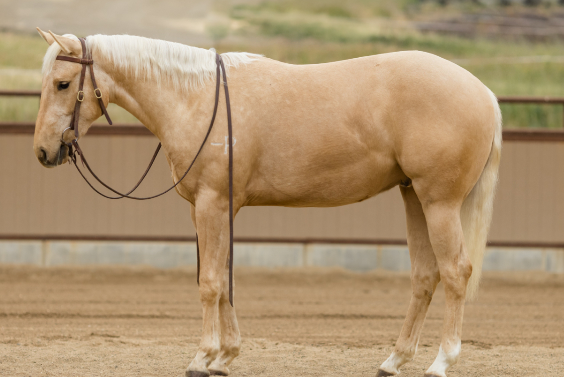 <p>A horse with a golden/tan body color and a light/white mane and tail.</p>