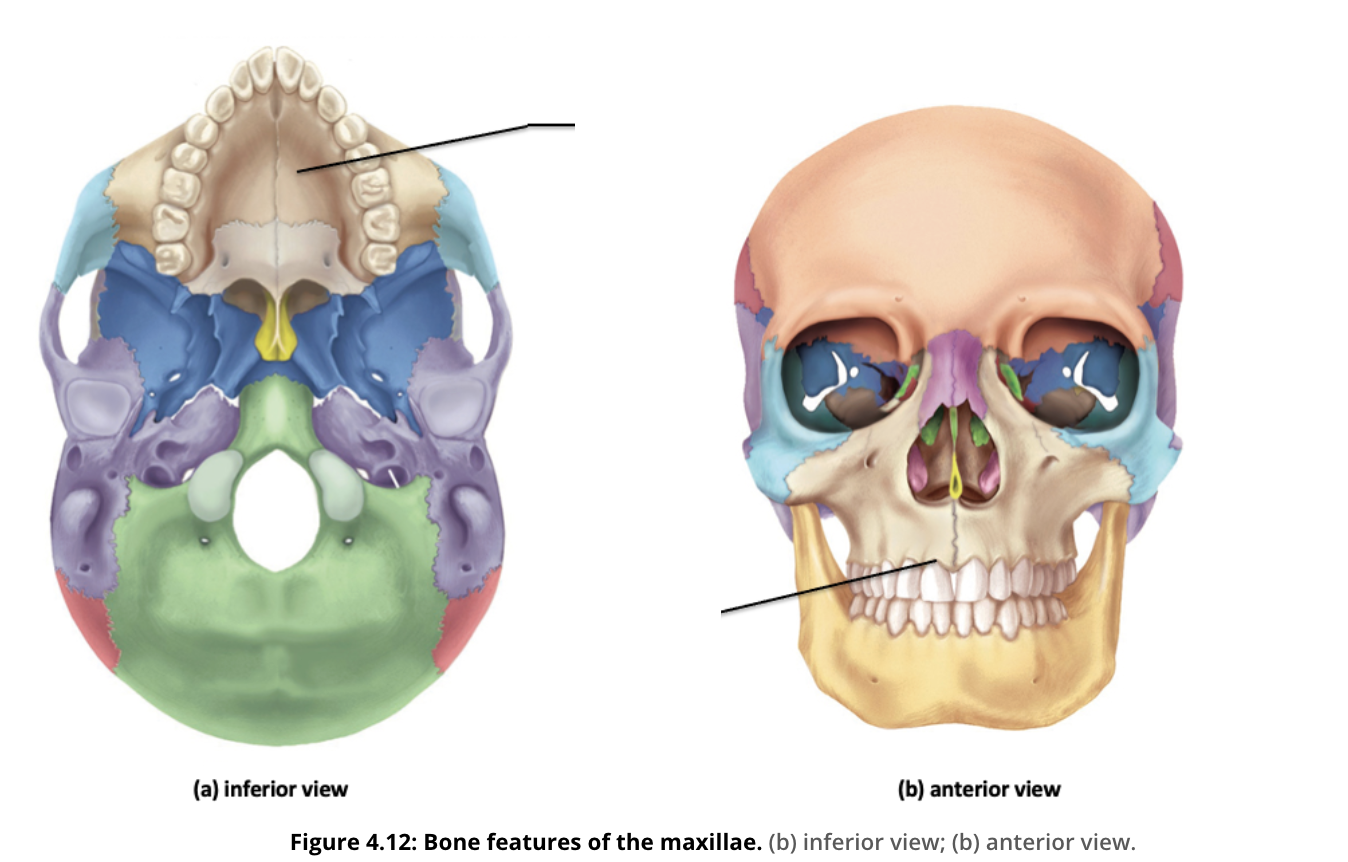 <p>Identify the facial bone and it’s feature(s)</p>