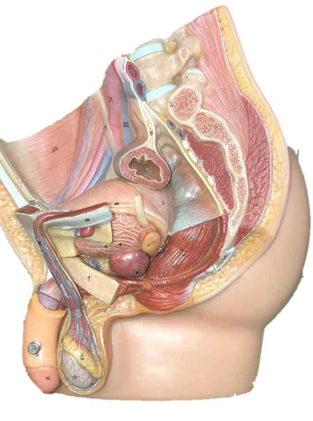 <p>Prostate gland</p>