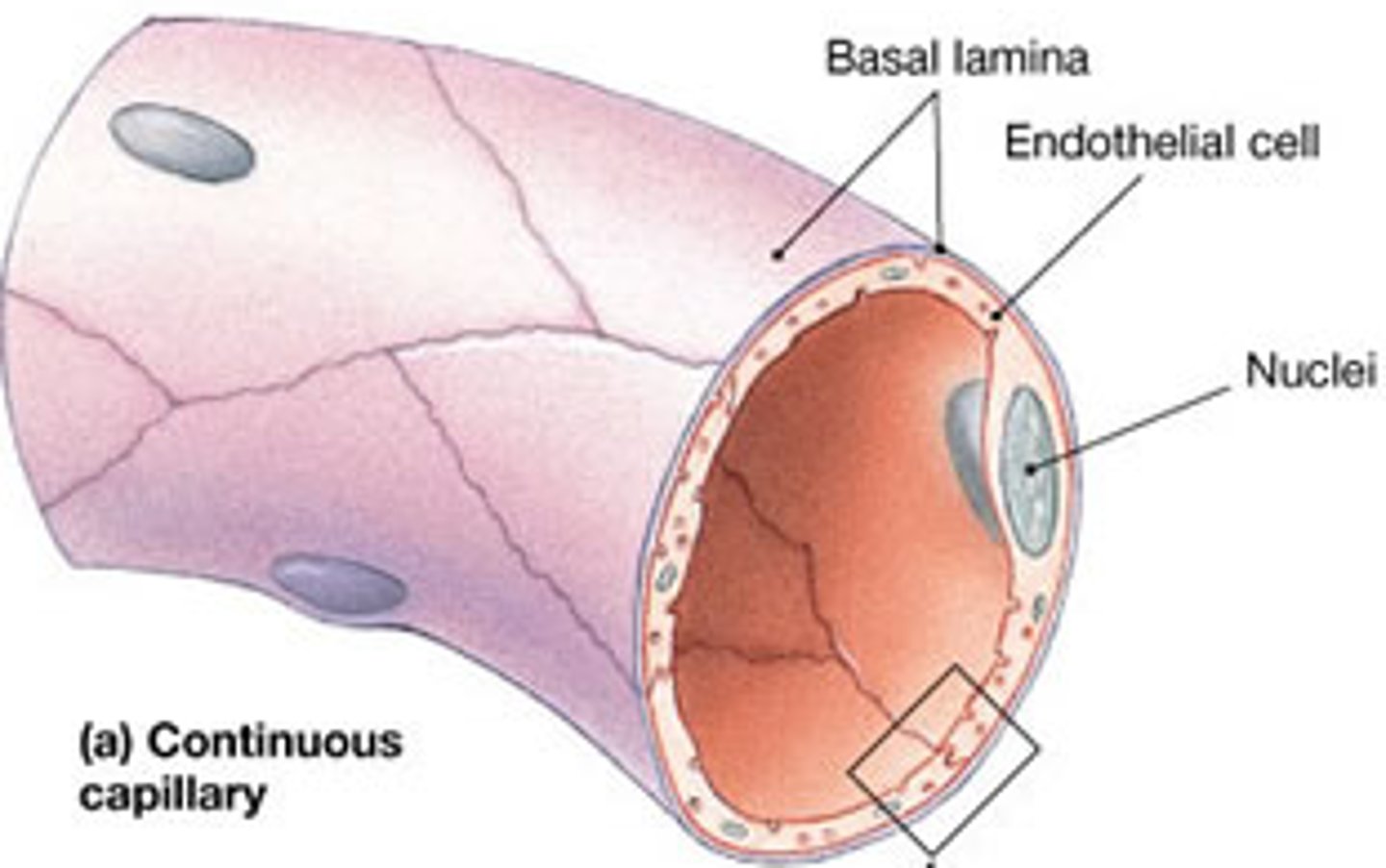 <p>- most common + least permeable type of capillary<br>- found in lungs, skin, nervous system, connective tissue + blood brain barrier<br>- has intact endothelial lining that forms a tube, only interrupted by intercellular clefts + joined by tight junctions<br>- rich in transport vesicles ➜ endocytosis or exocytosis</p>