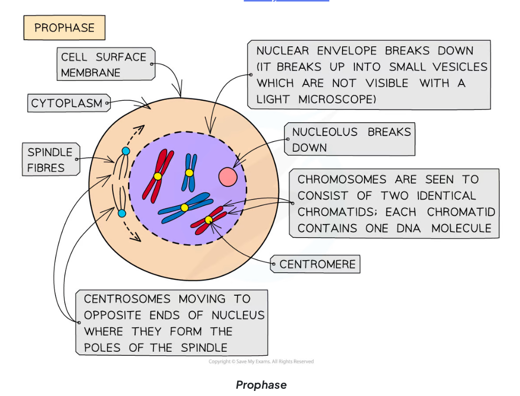 <p>The first stage of mitosis where chromosomes condense and become visible, the centrosomes move towards opposite poles, and spindle fibers begin to emerge.</p>