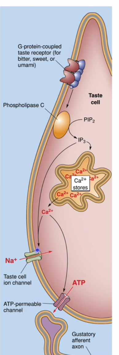 <p></p><ul><li><p>Bitter molecules bind to T2R receptors on the taste receptor cell membrane</p></li><li><p>T2Rs are G-protein–coupled receptors linked to Gq</p></li><li><p>Receptor activation switches on the associated G protein</p></li></ul><p></p><p><strong>Intracellular signalling cascade</strong></p><ul><li><p>Activated Gq stimulates phospholipase C (PLC)</p></li><li><p>PLC breaks down membrane PIP₂ into IP₃ (and DAG, though IP₃ is the key player here)</p></li></ul><p></p><p><strong>Calcium release and ion channel effects</strong></p><ul><li><p>IP₃ binds to receptors on intracellular Ca²⁺ stores</p></li><li><p>Ca²⁺ is released into the cytoplasm</p></li><li><p>Increased Ca²⁺ also activates a Ca²⁺-dependent Na⁺ channel</p></li><li><p>Na⁺ entry further increases membrane depolarisation</p></li></ul><p></p><p><strong>Taste cell depolarisation</strong></p><ul><li><p>Combined effects of:</p><ul><li><p>Ca²⁺ release</p></li><li><p>Na⁺ influx</p></li></ul></li></ul><p></p><ul><li><p>Cause strong depolarisation of the taste receptor cell</p></li></ul><p></p><p><strong>Neurotransmitter release and nerve activation</strong></p><ul><li><p>Depolarisation triggers ATP release from the taste cell</p></li><li><p>ATP acts as the neurotransmitter</p></li><li><p>Gustatory afferent fibres are activated</p></li><li><p>The signal is transmitted to the brain as bitter taste</p></li></ul><p></p>
