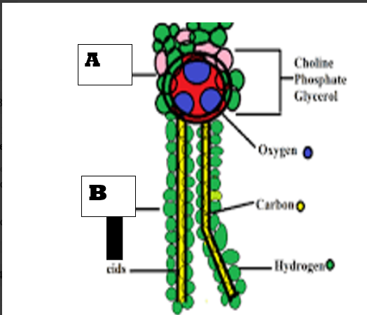 <p>Which structure of the phospholipid is hydrophobic?</p>
