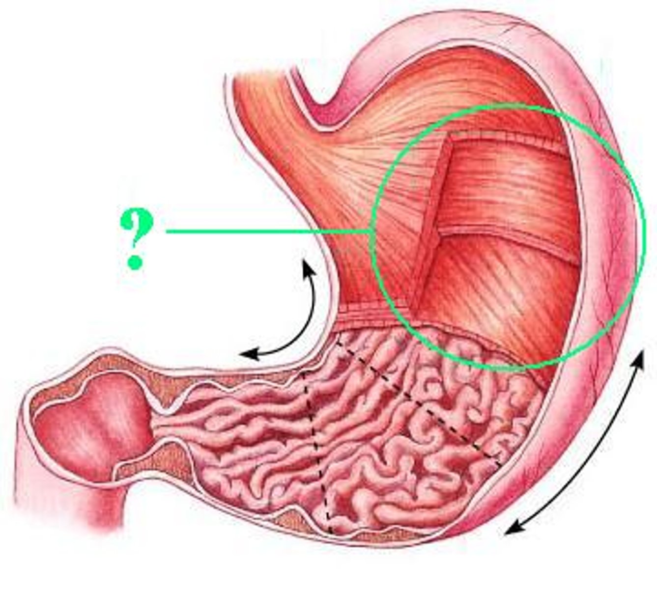 <p>Identify the indicated region of the stomach.</p>