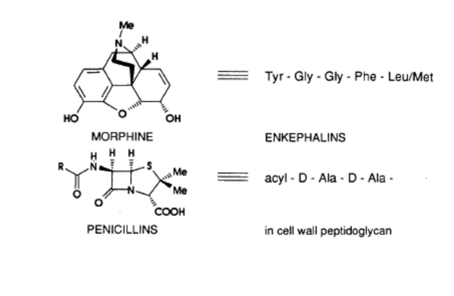 <p>Most bioactive natural products contain rings in their structure</p><p>Rings constrain atoms into a limited number of possible conformations and improve binding affinity and specificity to the target</p>