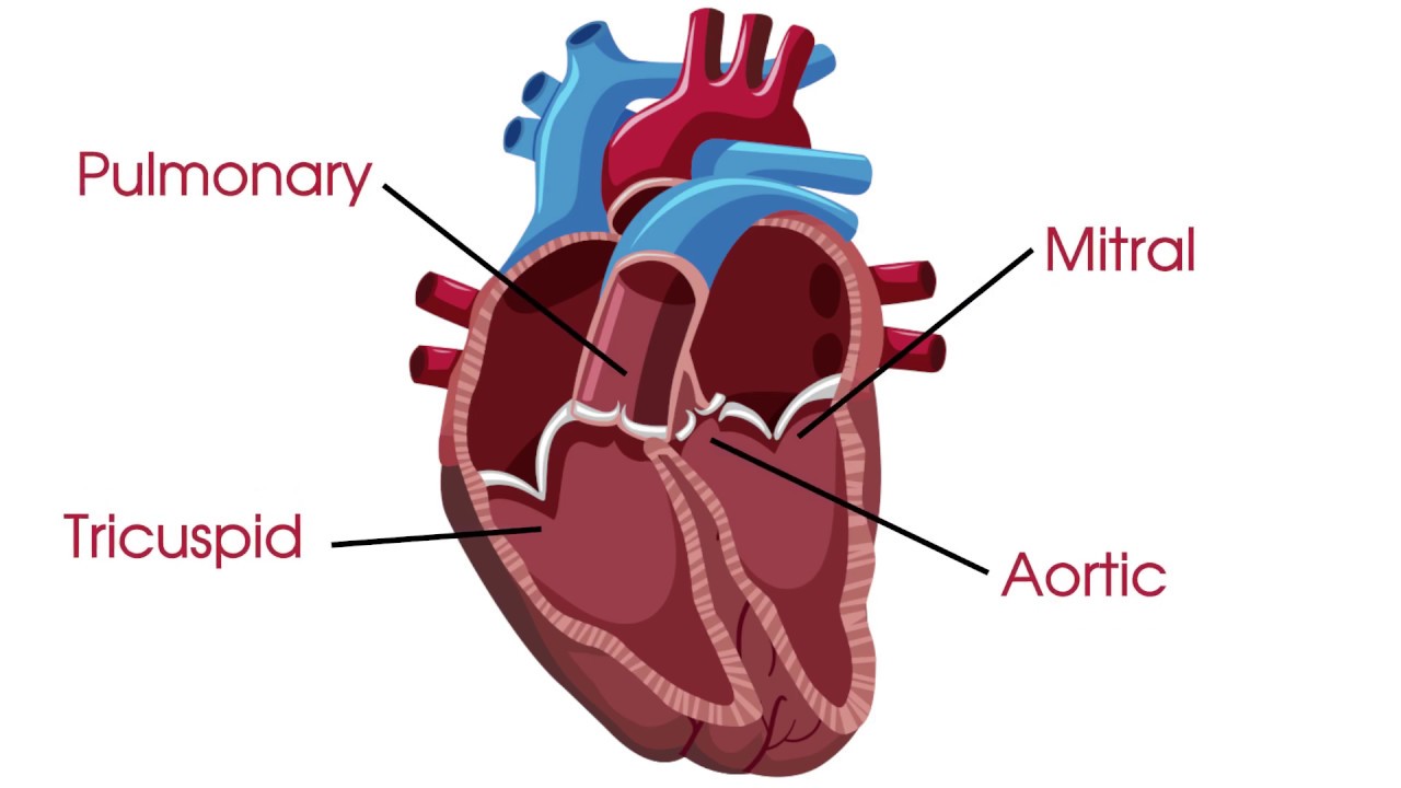 <p>tricuspid valve, bicuspid valve, pulmonary valve, aortic valve</p>