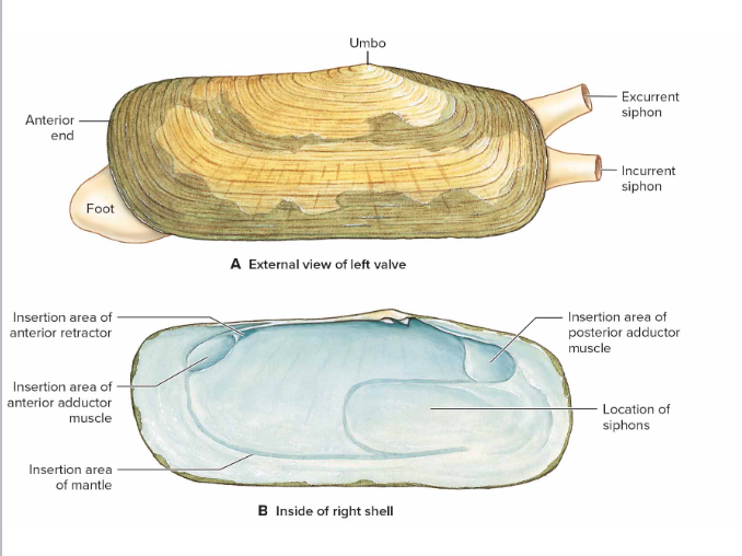 <p>oldest part of a bivalve shell, this is the outgrowth of the shell</p>