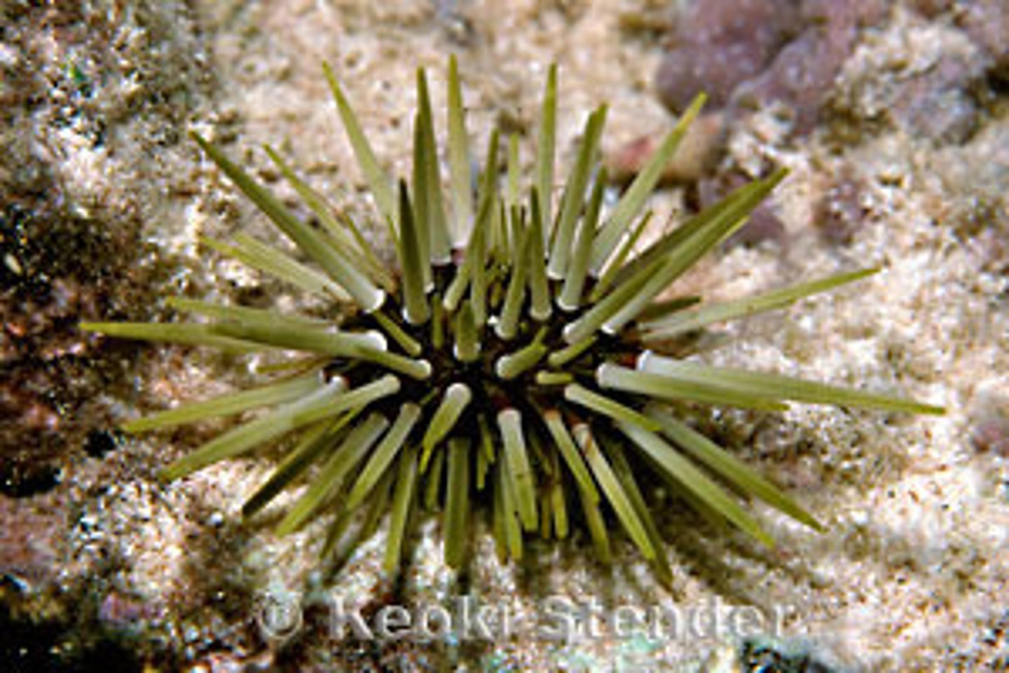 <p><em>Echinometra mathaei</em></p>