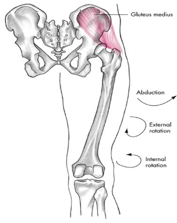 <p>posterior compartment (gluteals)</p>