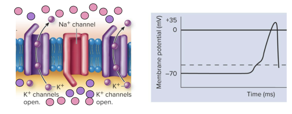 <ol><li><p>Na+ channels close</p></li><li><p>K+ channels open and facilitated diffuses out of the cell </p></li></ol><p></p>
