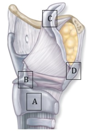 <p><span>Which of the following plays a role during the digestive process?</span></p>
