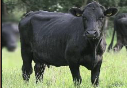 <ul><li><p>milk type</p></li><li><p>southwestern ireland </p></li><li><p>black with little white spots on the udder </p></li></ul><p></p>