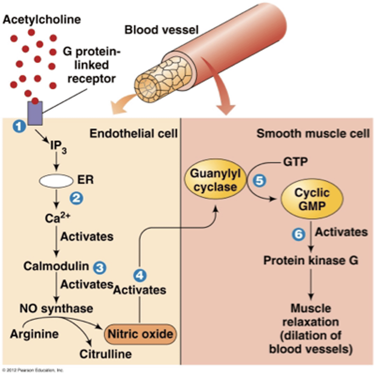 <p>- makes nitric oxide</p><p>- excess levels increase risk of RNS presence and therefore oxidative stress</p>