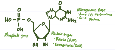 <p>Phosphate group, ribose sugar, nitrogenous base</p>