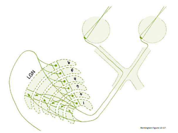 <p>Optic Tract → LGN</p>