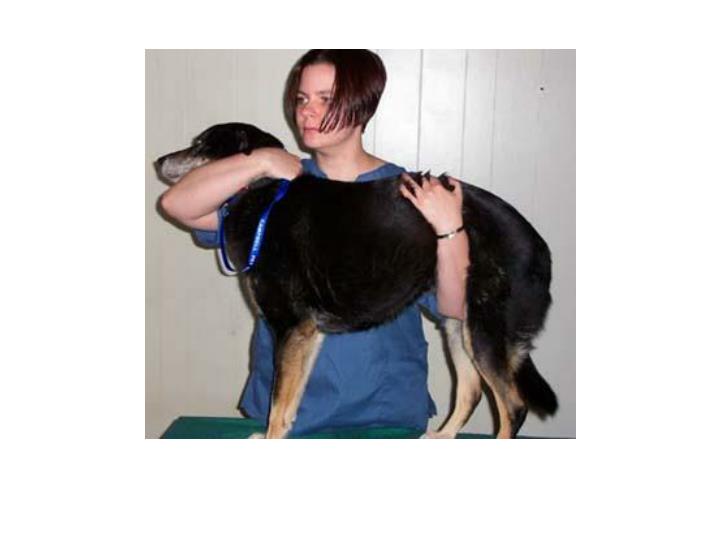 Hold the dog's head with dominant arm. Put other arm under the dog and back on to the dog's body.
