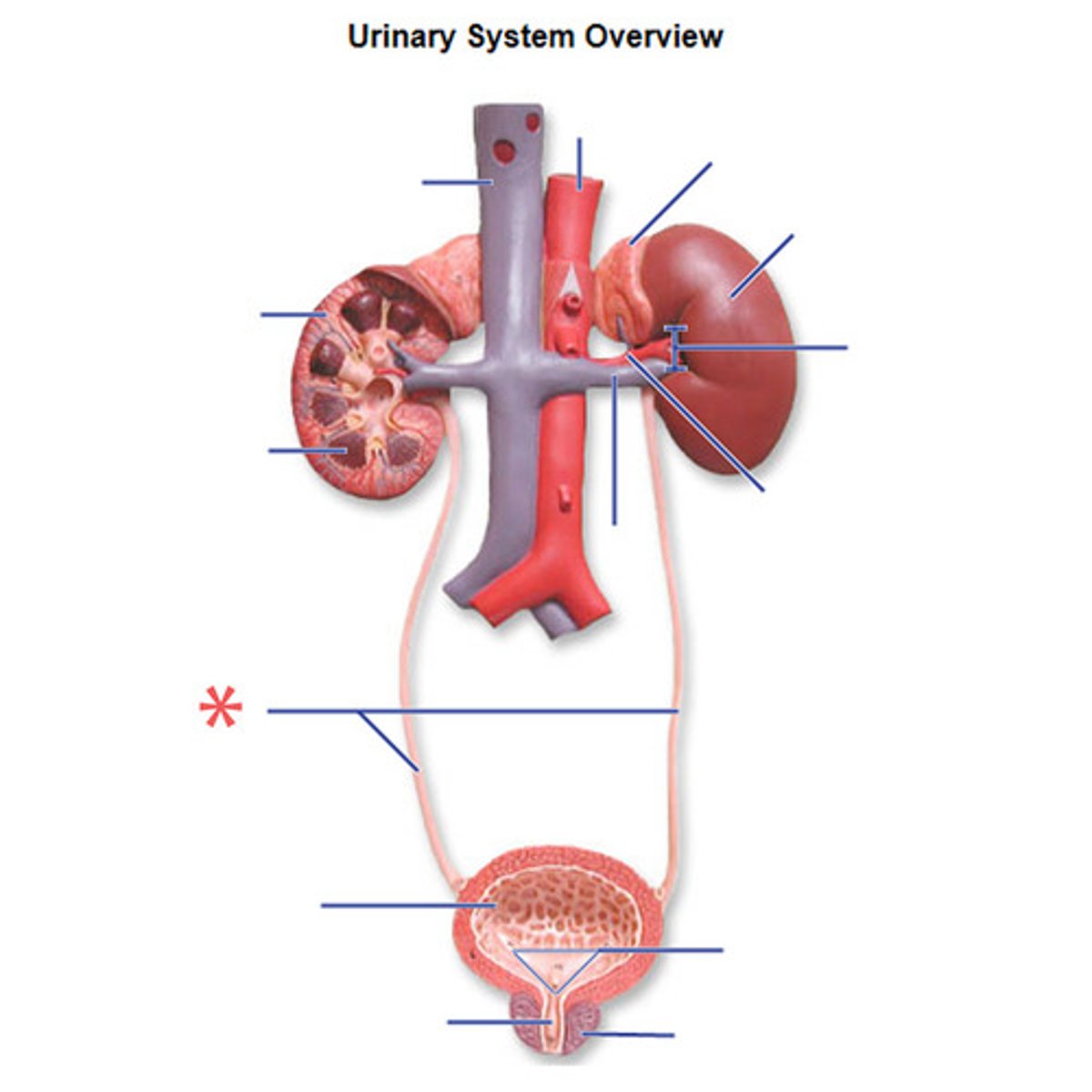 <p>The tubes that carry urine from the kidneys to the bladder.</p>