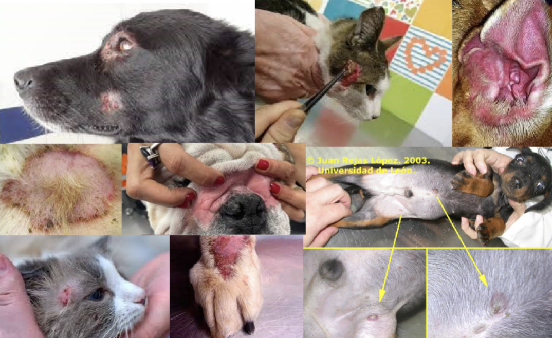 <p>Pustules, crusts, alopecia, redness, itching </p>