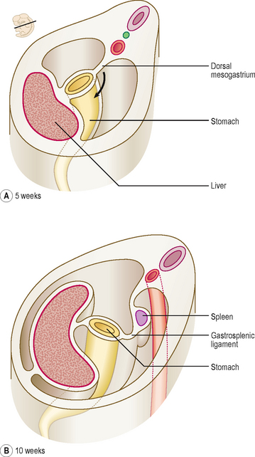 <p>During development, the <strong>mesentery </strong>is split into <strong>two parts. </strong>What are they?</p>