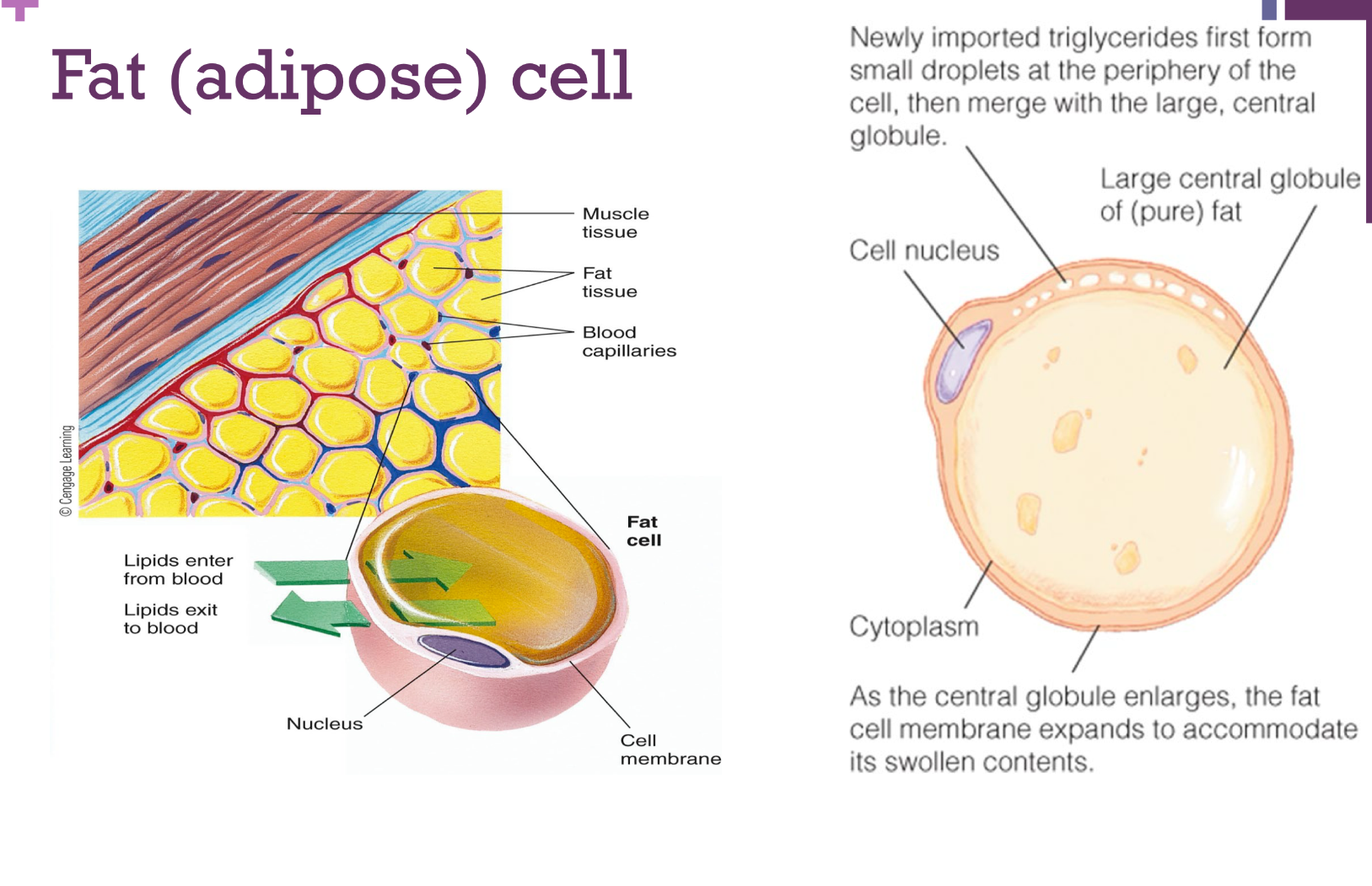 <p>Fat supplies 60% of the body’s ongoing energy needs during rest and also light-intensity activity</p><p> Hormone-sensitive lipase:</p><ul><li><p>Enzyme inside fat cells that responds to hormones like epinephrine and glucagon which indicate a need for fuel.</p></li><li><p>Dismantles the stored TG and releases glycerol and FA’s into blood when needed/signaled to </p></li></ul><p></p>