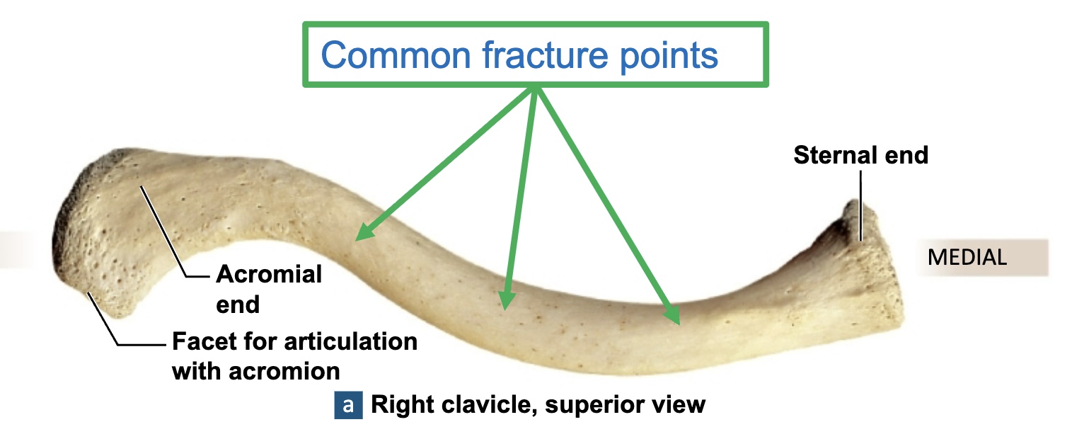 <p>acts as a strut to hold upper limb in proper position and to space it away from trunk of body</p><p>usually injured because of fall onto an outstretched hand</p><p>Sternal end: medial end</p><p>Acromial end: lateral end</p><p>Conoid tubercle: near the acromial end</p><p>Costal tuberosity: near the sternal end</p>