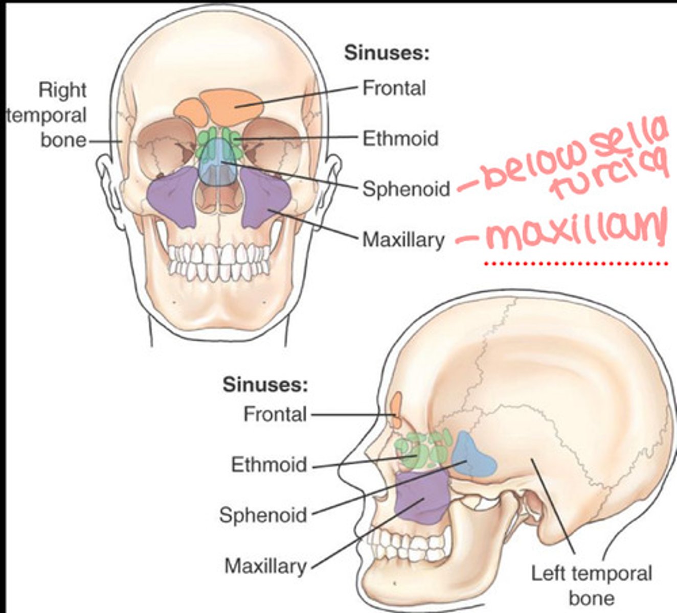 <p>Maxillary</p><p>Front</p><p>Ethmoid</p><p>Sphenoid</p>