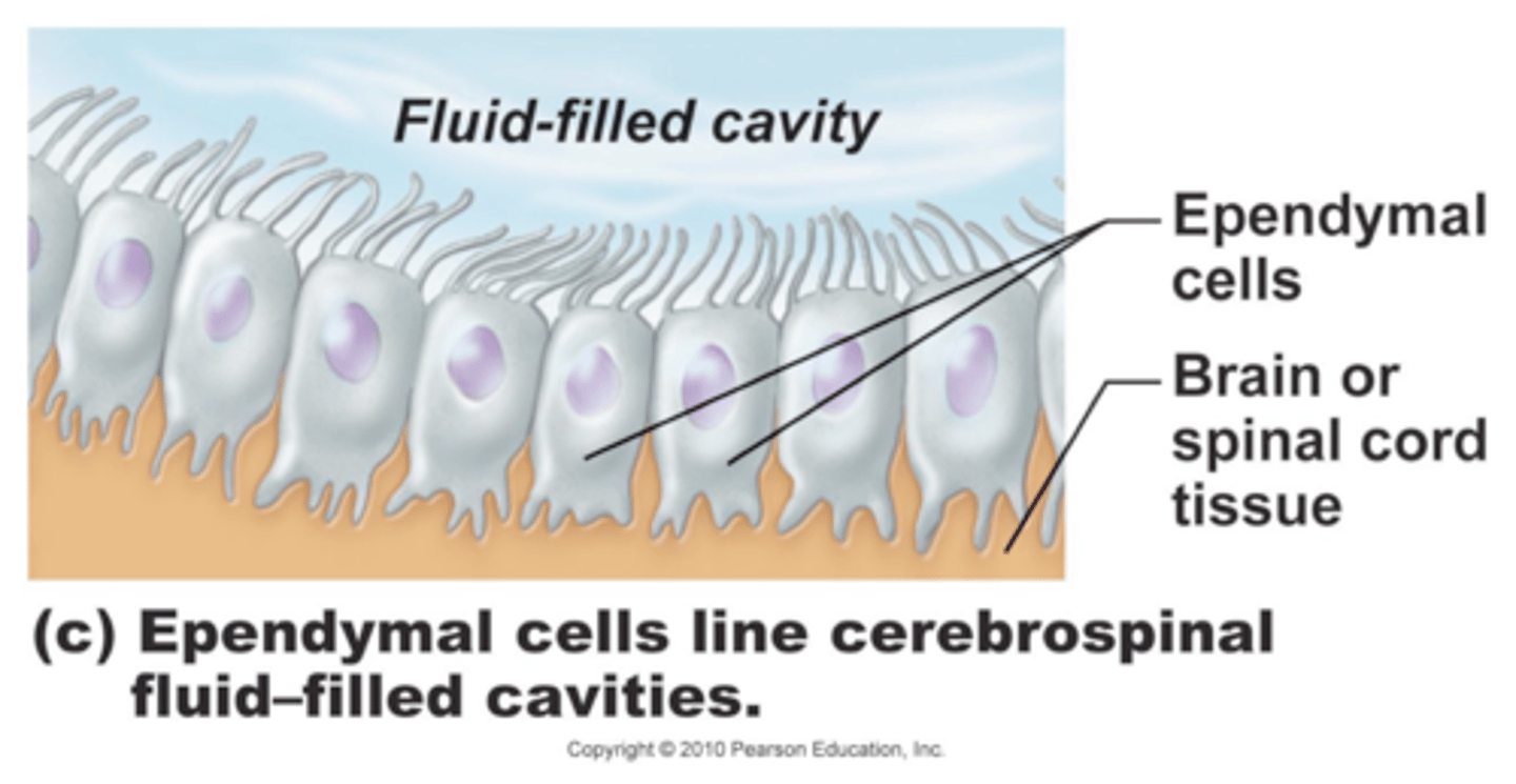 <p>This is a leaky barrier. And it's important that it is as it allows us to gain information about what is going on within the tissues of the brain through taking a sample cerebrospinal fluid and analyzing it in a laboratory.</p>