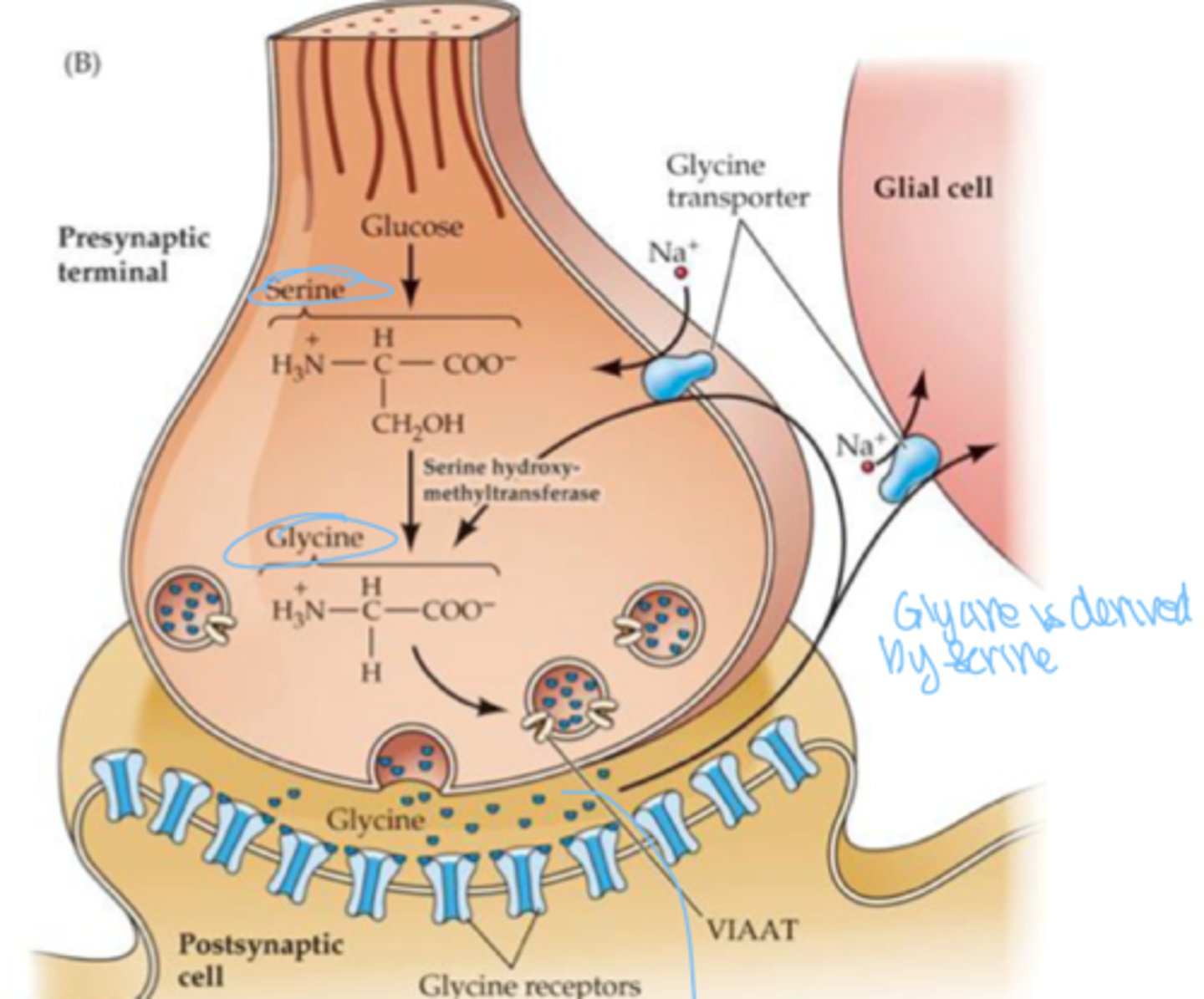 <p>inhibitory neurotransmitter of the brainstem and spinal cord</p>