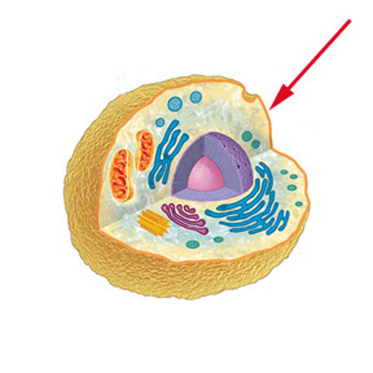 <p>Covers the cell, keeps cytoplasm in, semi-permeable. Controls movement into and out of cell.</p>