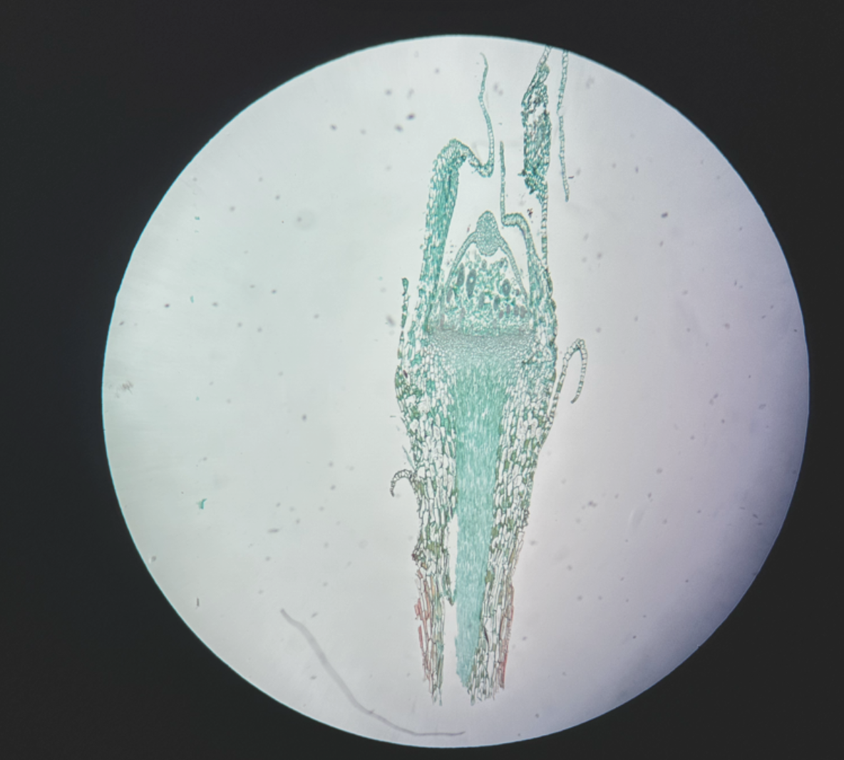 <p>gametophyte</p>