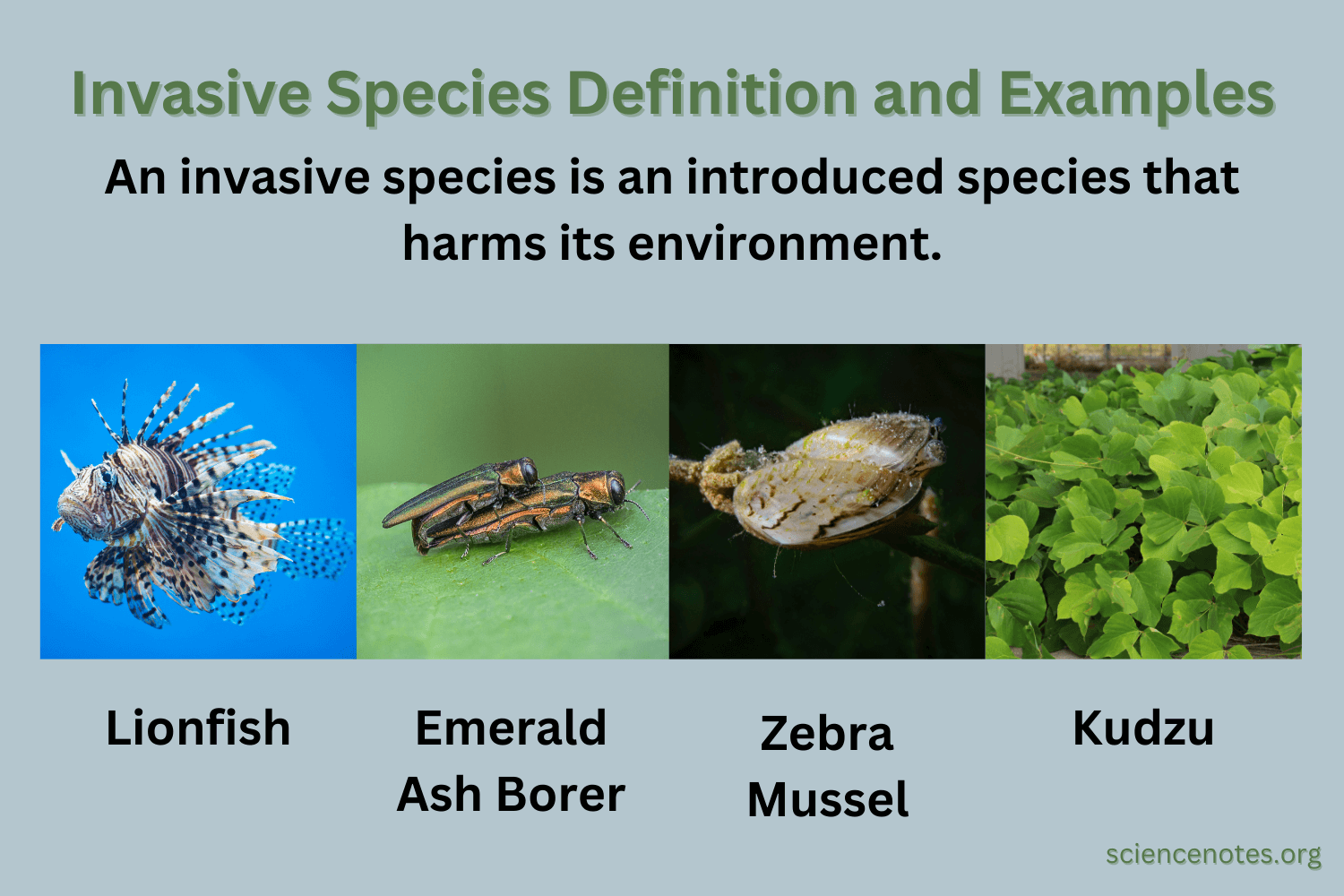 <p><span>Species that is introduced to a non-native range and can cause harm or already has caused harm to the new location</span></p>