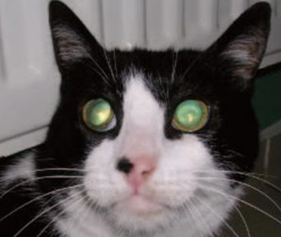<p>What drug in cats can be toxic, causing retinal degeneration? Ionizing radiation can also cause this.</p>