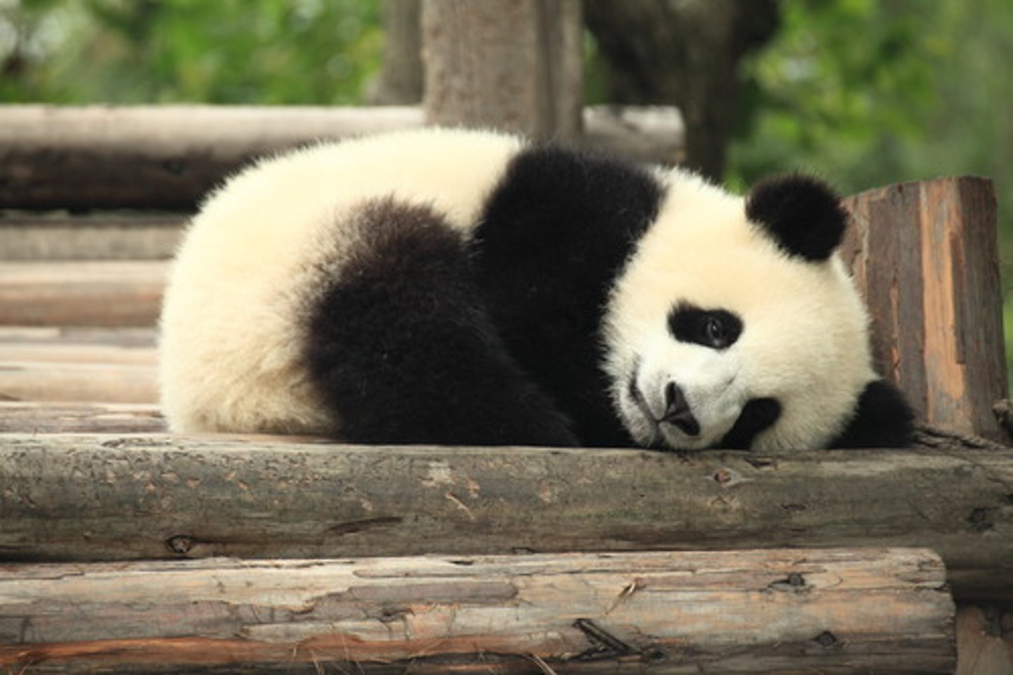 <p>con gấu trúc</p>