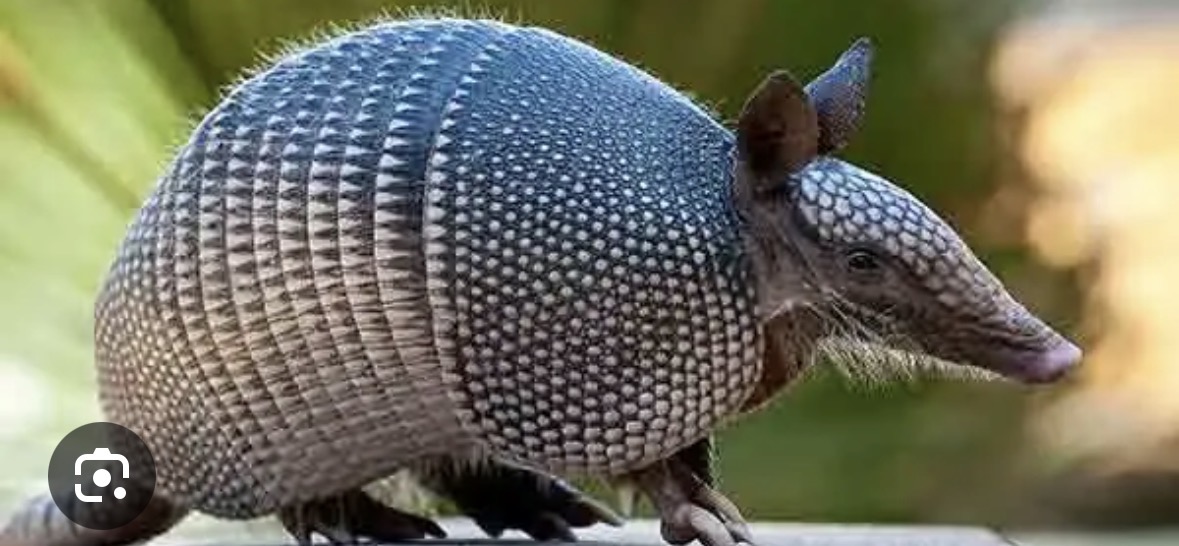 <p>nine-banded armadillo</p>