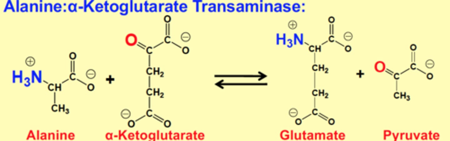 <p>Alanine + α-Ketoglutarate &gt; Glutamate + Pyruvate<br><br>NH3 from alanine and carboxyl from α-Ketoglutarate is switched to form new products</p>