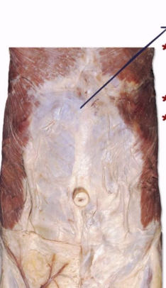 <ul><li><p>large, sheet-like layers of connective tissue with a similar composition to tendons</p></li><li><p>can also attach to bone, as in the scalp, and to the fascia of other muscles or tissues</p></li><li><p>their large form and shape provides structure and distributes tension across a wider area or large number of muscle groups</p></li></ul><p></p>
