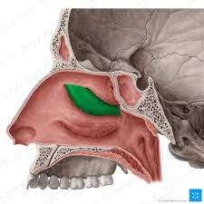 Later bony projections in the upper area of the nasal cavity