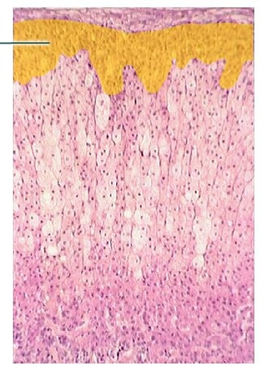 <p>What zone of the adrenal cortex:</p><p>-makes mineralcorticoids (aldosterone)</p>