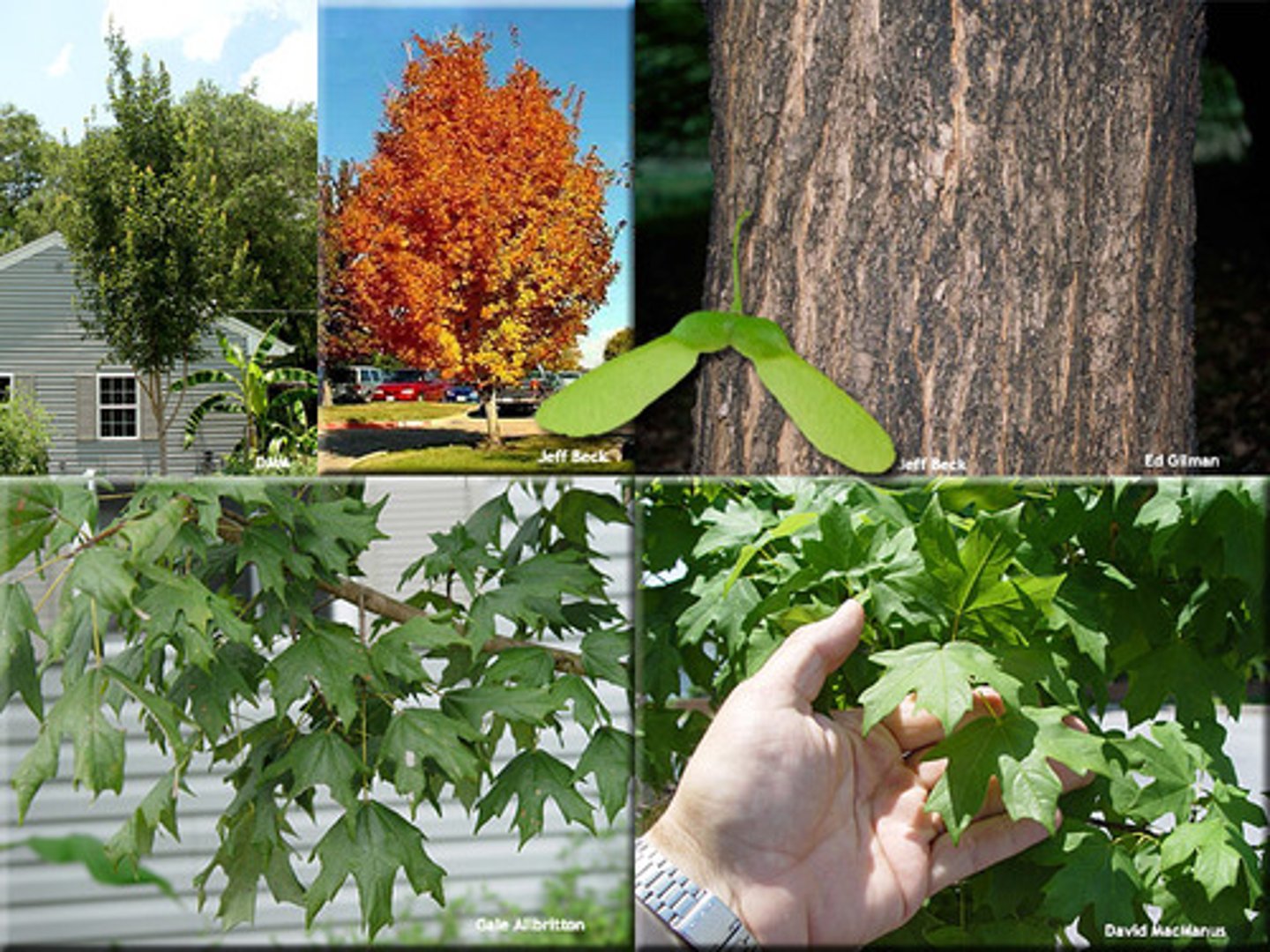 <p>Sapindaceae Acer saccharum</p>