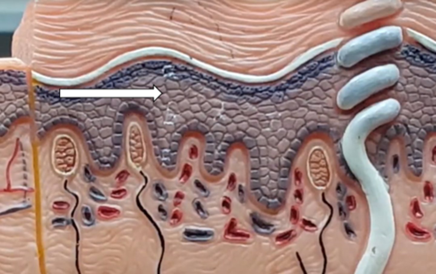 <p>name the structure/layer</p>