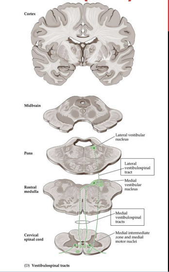 <ul><li><p>Originates at Lateral Vestibular Nucleus</p><ul><li><p>Descends Ipsilaterally in Medial SC</p></li><li><p>Enters Anterior Horn to Synapse w LMN</p></li></ul></li><li><p>Ends Through entire SC</p></li></ul>