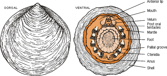 <ul><li><p>“One plate,” one valve </p></li><li><p>Marine, 31 species </p></li><li><p>Paired structures, 3-6 ctenidia (gills) pairs, 6-7 pairs of nephridia, 8 pairs of retractor muscles</p></li><li><p>Linear digestive tract </p></li><li><p>Flattened foot with one shell </p></li><li><p>Ancestor of “advanced molluscs” </p></li><li><p>Variation on single shell </p></li></ul><p></p>