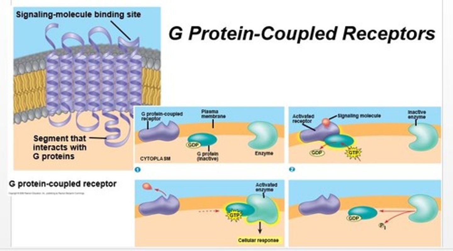 <p>membrane receptors with G protein<br>- if GDP is bound to G protein, the protein is inactive<br>- when Gp binds to ligand receptor, forms GTP<br>- activates second messenger</p>