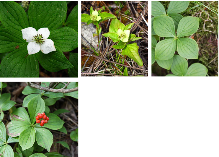 <p>Bunchberry</p>