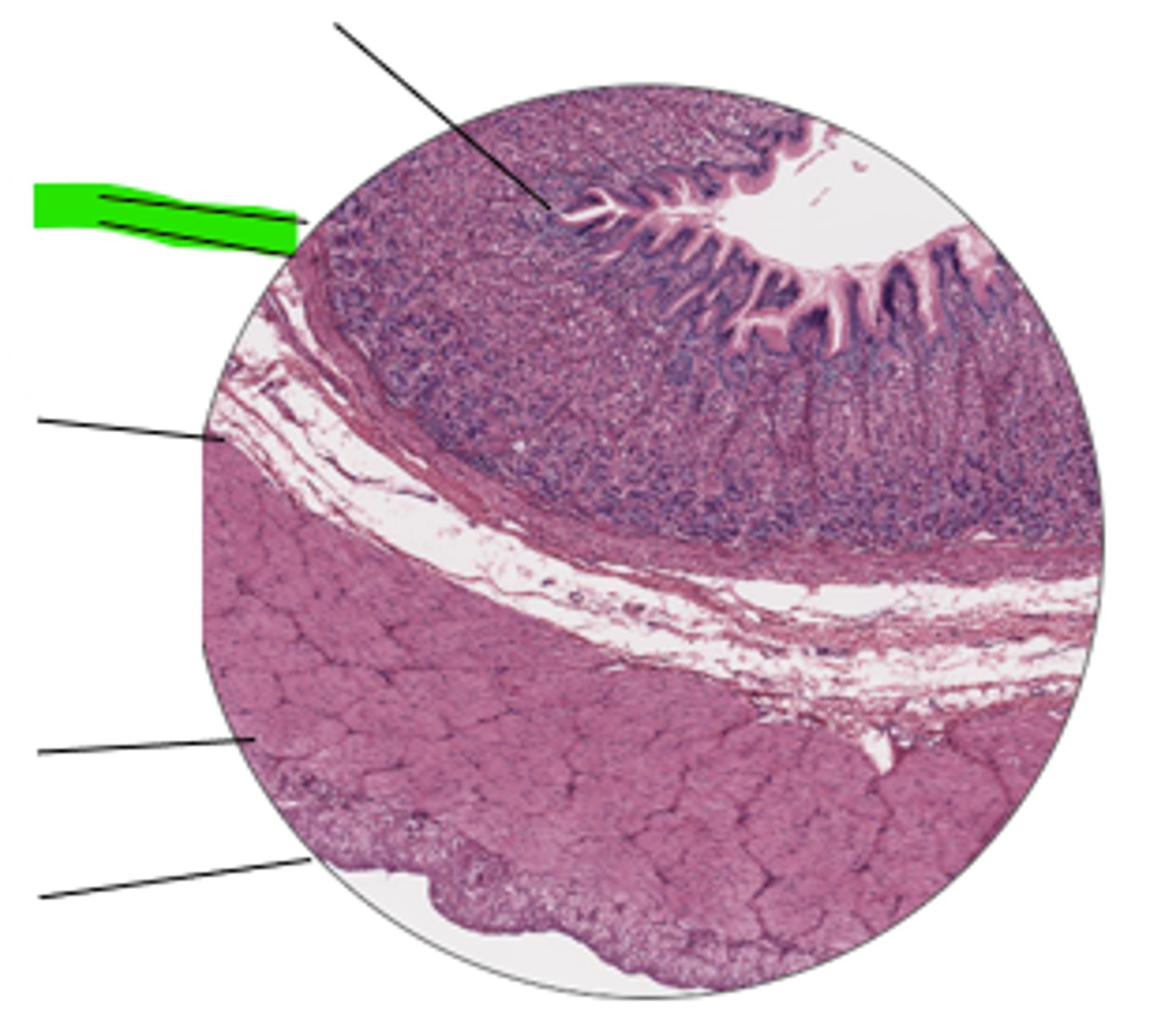 <p>name region and organ highlighted</p>