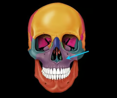 <p>upper jaw bone</p>